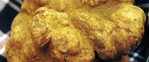 Tartufo bianco d'Alba