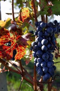 Nebbiolo