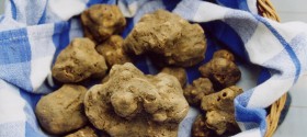 Tartufo Bianco d'Alba