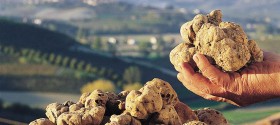 canelli_tartufo_bianco