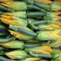 Zucchini - mprunotto.com