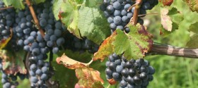 Grappoli di Nebbiolo Grappoli di Nebbiolo