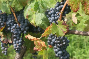 Grappoli di Nebbiolo