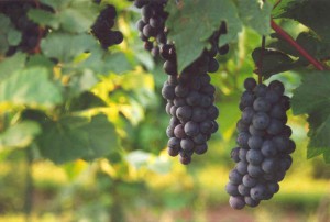 Bouquet del vino