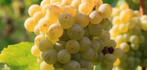 Sauvignon-1