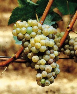 Arneis