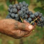 Grappolo di Barbaresco