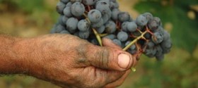 Grappolo di Barbaresco