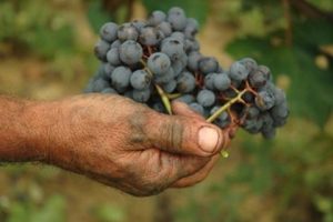 Grappolo di Barbaresco