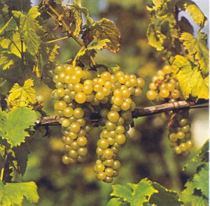 Moscato