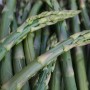 asparagi