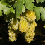 Grappolo di Moscato d'Asti
