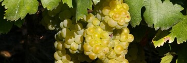Grappolo di Moscato d'Asti