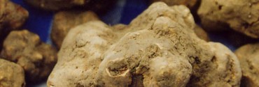 Tartufo_bianco-ritaglio1
