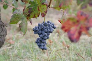 grappolo di barbera